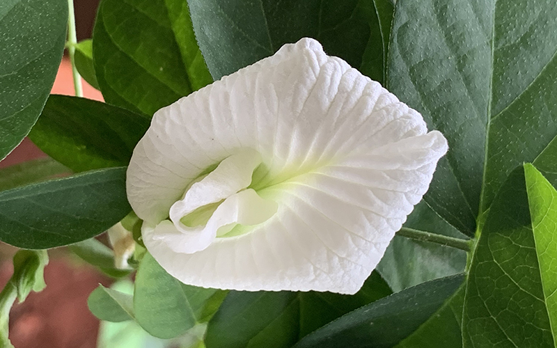 Butterfly Pea